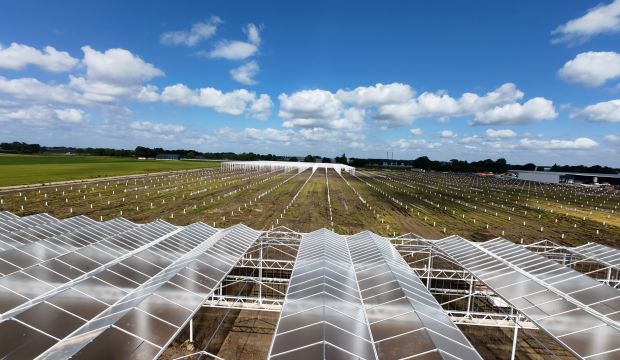 Hoogweg Paprikakwekerijen - Phase 5